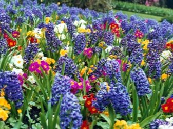 Tavaszi virágos kertek és neveik (63 kép): mely virágokat gyakran találják meg, és hogyan rendezhetik velük virágágyást