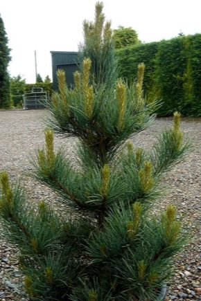  Bergkiefer im Landschaftsdesign: schöne Beispiele