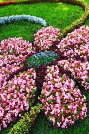 Landscape design flower garden: soluzioni eleganti e belle