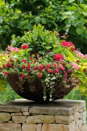  Fiori per aiuole: cosa scegliere e come prendersi cura?