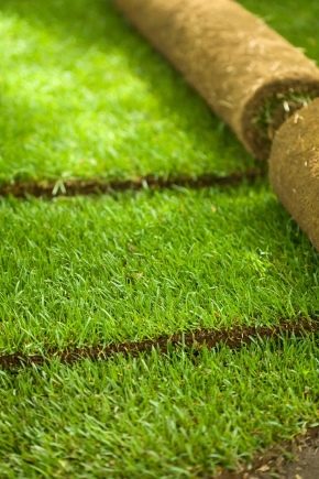  Rolled lawn: laying technology