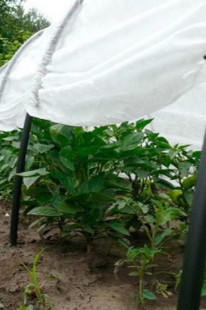  Greenhouse Snowdrop: mga tampok, mga sukat at mga panuntunan ng pagpupulong