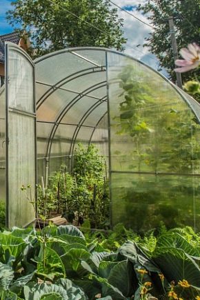  Kremlin Greenhouses: Features and Benefits