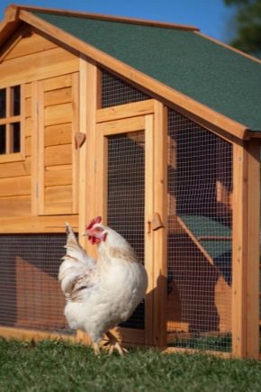  Features and tips for setting up a chicken coop