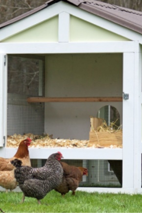  Features of building a winter chicken coop for 10 chickens