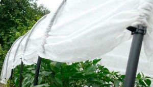  Greenhouse Snowdrop: mga tampok, mga sukat at mga panuntunan ng pagpupulong