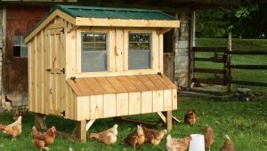  Hur man gör en enkel kyckling coop i landet?