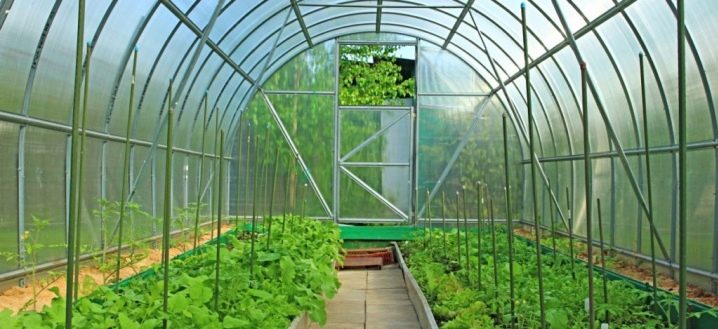  Pagpipili ng greenhouses: mga uri at katangian