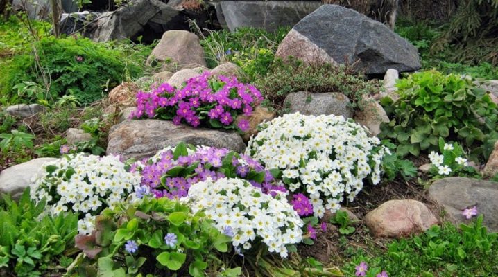 Plants for alpine slides: types and their names