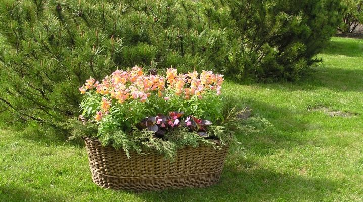  Flower beds in the country: design options