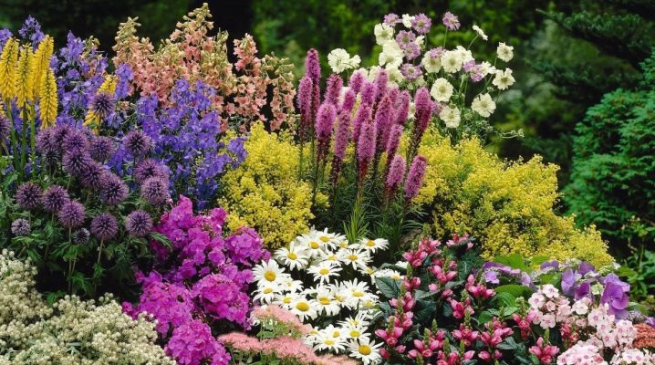  We select plants for autumn flower beds