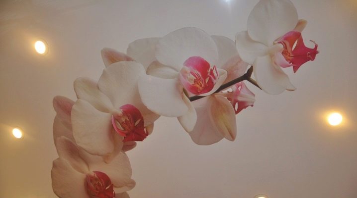  Stretch mennyezet orchidea: eredeti dekoráció a belső