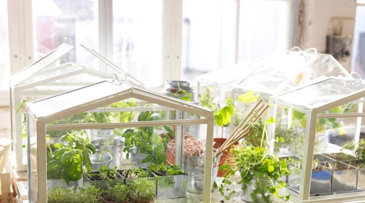  الدفيئات الزراعية على النافذة والشرفة: خيارات للبيوت الزجاجية المنزلية