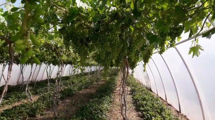  Växthus för druvor: typer och deras egenskaper