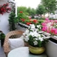  Bloemen op het balkon: namen, tips op locatie