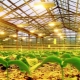  Mga kandado para sa greenhouses: kung ano ang pipiliin?